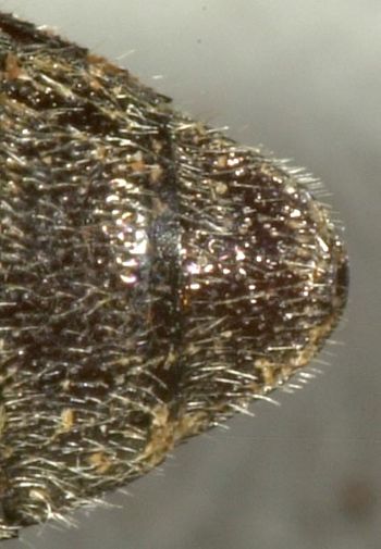 Media type: image;   Entomology 2729 Aspect: anal sclerite